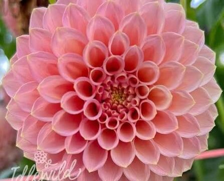 images (25)