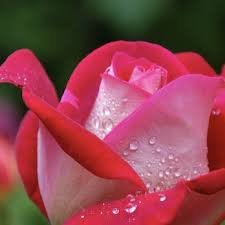 images (27)